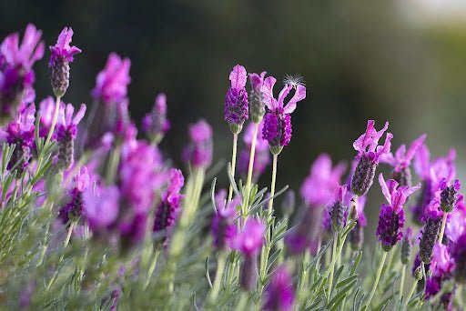 The Science Behind Lavender: How Scented Sleep Spray Promotes Restful Nights - DynastyMattress